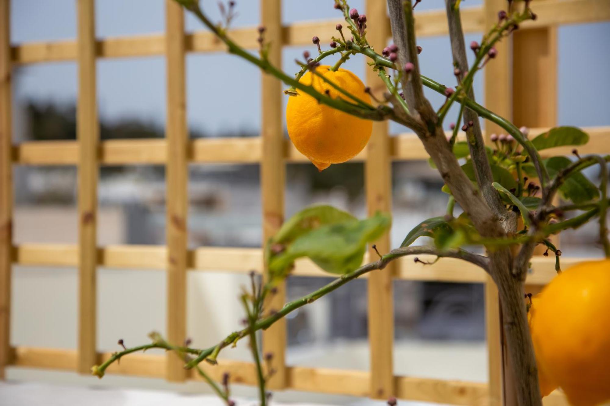 Ourania By Heloni Apartments Athene Buitenkant foto
